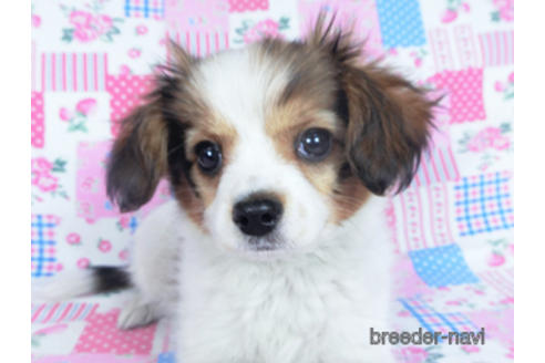 成約済の千葉県のパピヨン-159996の16枚目